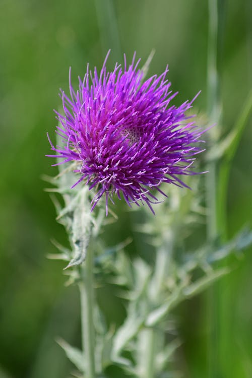 Free stock photo of flower, purple flower, thistle