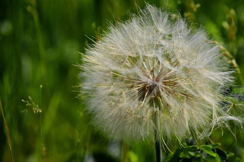 Free stock photo of flower, puff, seeds