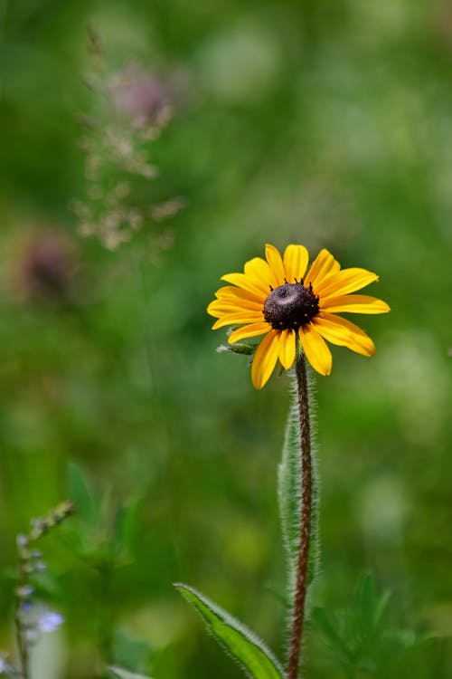 A Black-eyed Susan Flower in Bloom