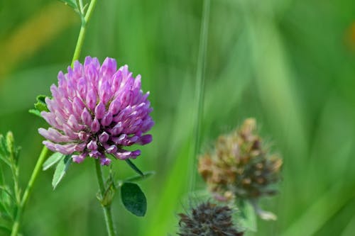 Free stock photo of clover, pink flower, weeds