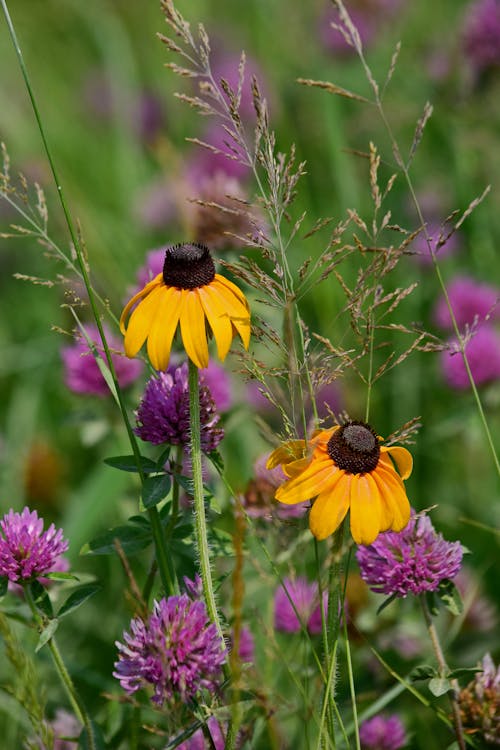 Purple and Yellow Flowers