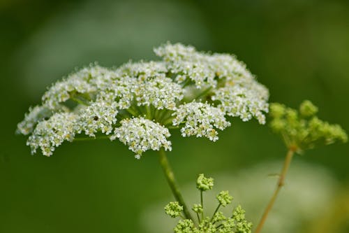 Free stock photo of flower, queen anne s lace, weed