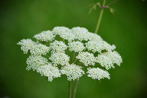 Free stock photo of flower, queen anne s lace, weed