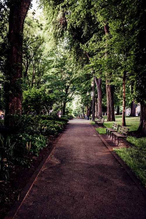 Free Peaceful park walkway lined with benches and lush green trees on a summer day. Stock Photo