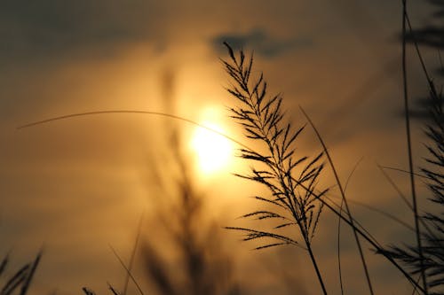 Silhouette Der Pflanze