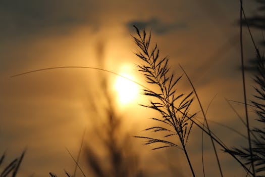 Silhouetted grass against a vibrant sunset sky, capturing natural tranquility.