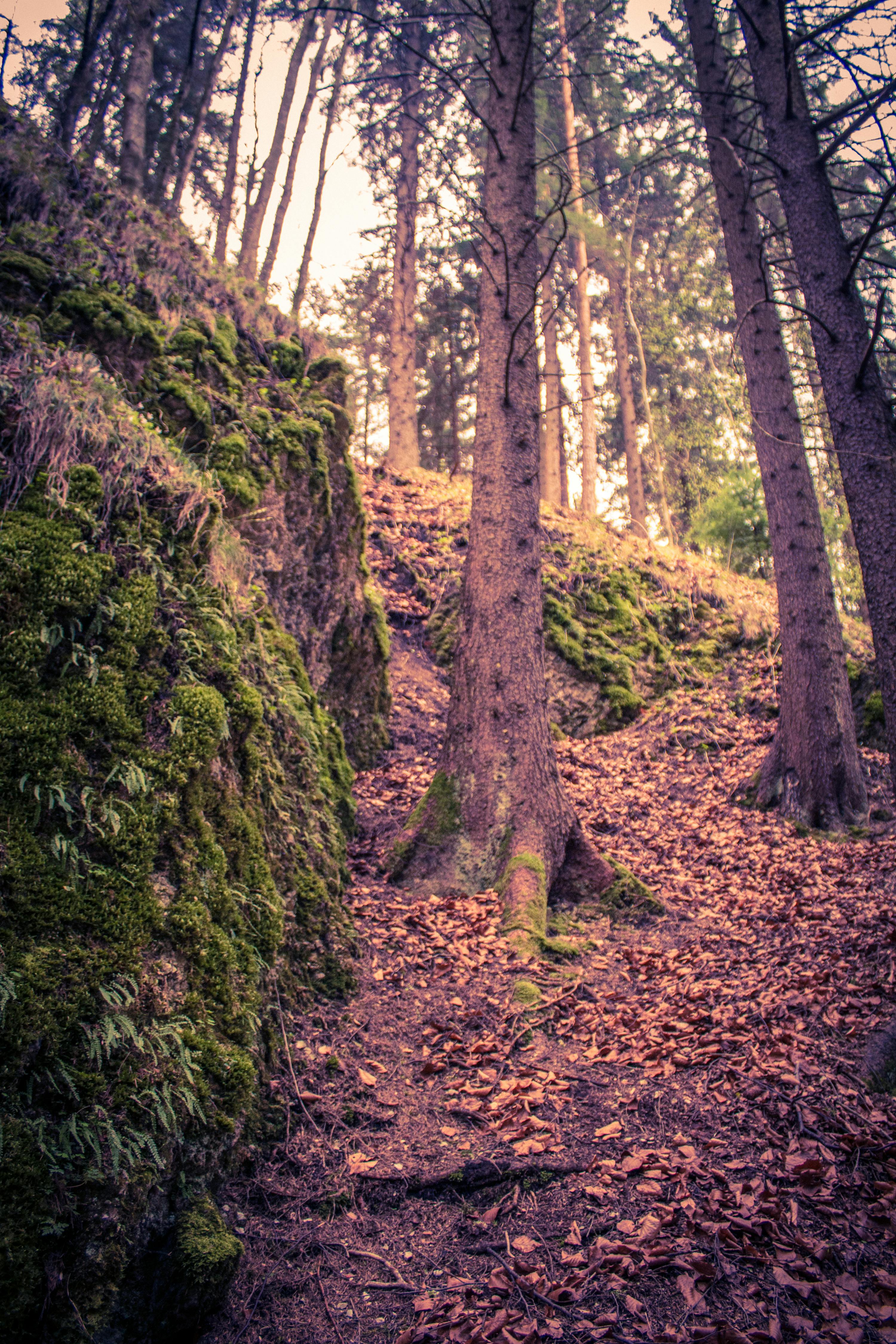 Kostenloses Foto zum Thema baum, hügel, wald
