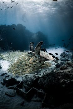 A mesmerizing underwater scene of a sea turtle swimming above a school of fish amidst corals.