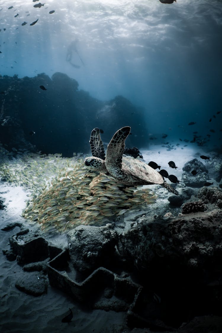 A Turtle Swimming With A School Of Fish Underwater