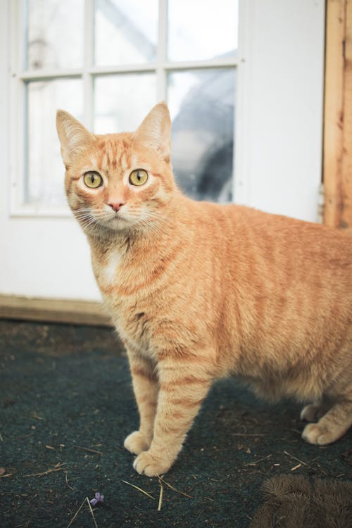 Close-Up Shot of a Tabby Cat 