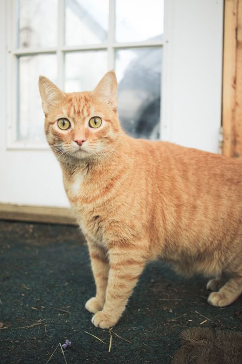 Free Orange tabby cat standing inside by a glass door, looking curiously at the camera. Stock Photo