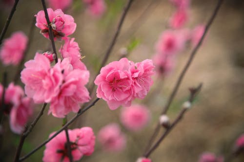 Free Selective Focus Photography of Pink Petaled Flowers Stock Photo