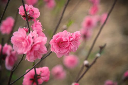 Fotografia Di Messa A Fuoco Selettiva Di Fiori Con Petali Rosa