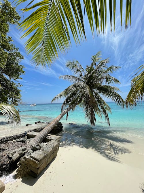 Palm Tree on Beach Shore