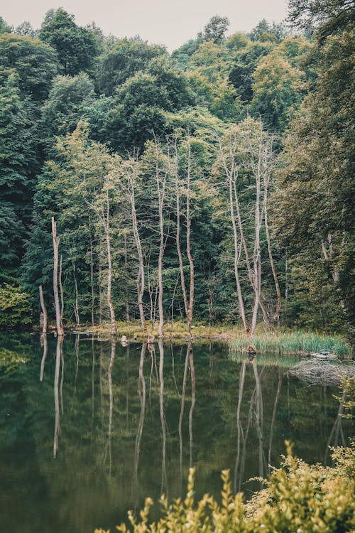 Gratis arkivbilde med innsjø, natur, naturfotografi