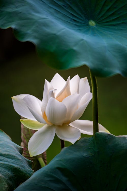 Kostenloses Stock Foto zu 'indian lotus', blätter, blumenphotographie