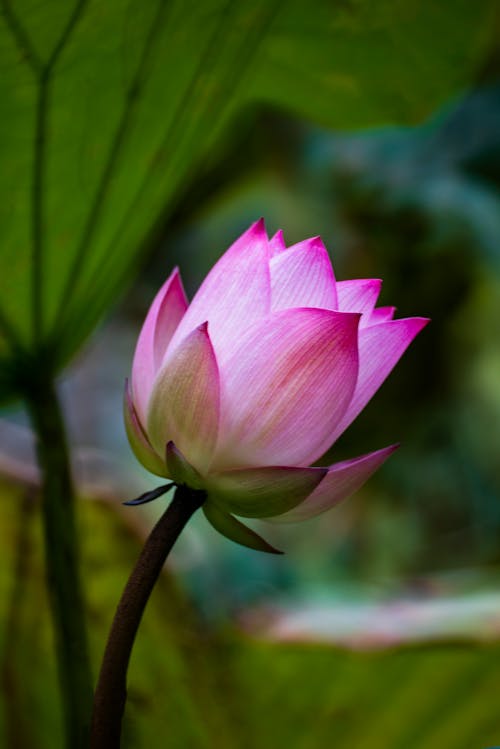 A Pink Lotus Flower on Brown Stem Blooming