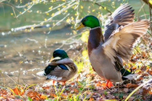 Gratis stockfoto met beest, eend, eenden