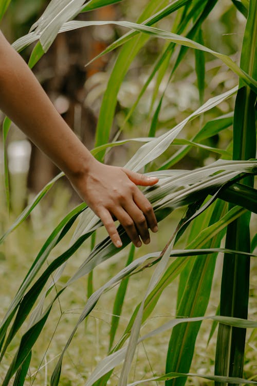 Free Close-Up Shot of a Person Touching Plant Leaves Stock Photo