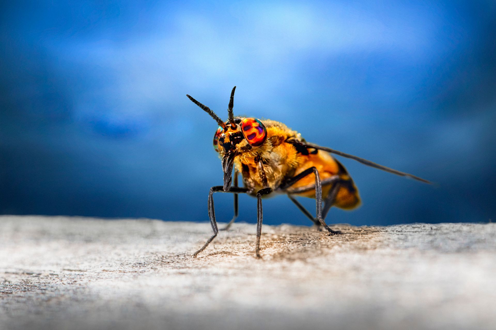 Detailed macro shot of a colorful horse fly against a blurred background.