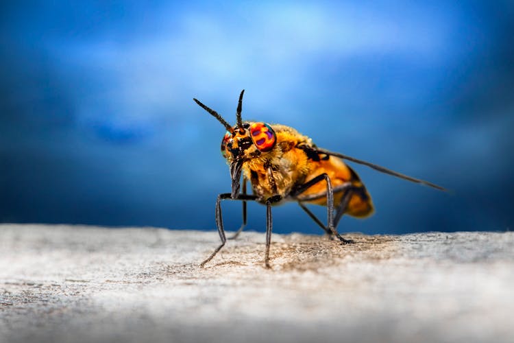 Macro Photography Of A Yellow Splayed Deer Fly