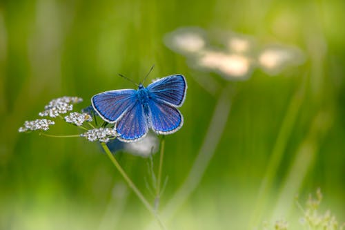 Close-Up Shot of a Blue Butterfly on a Flower