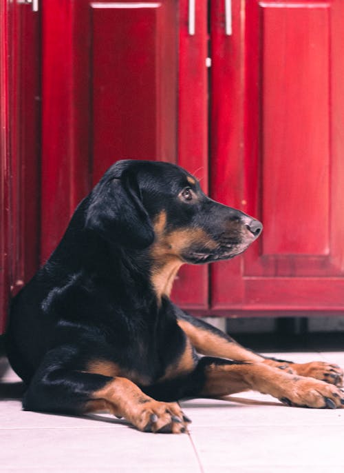 Free stock photo of black dog, dog