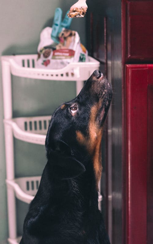 Free stock photo of black dog, dog