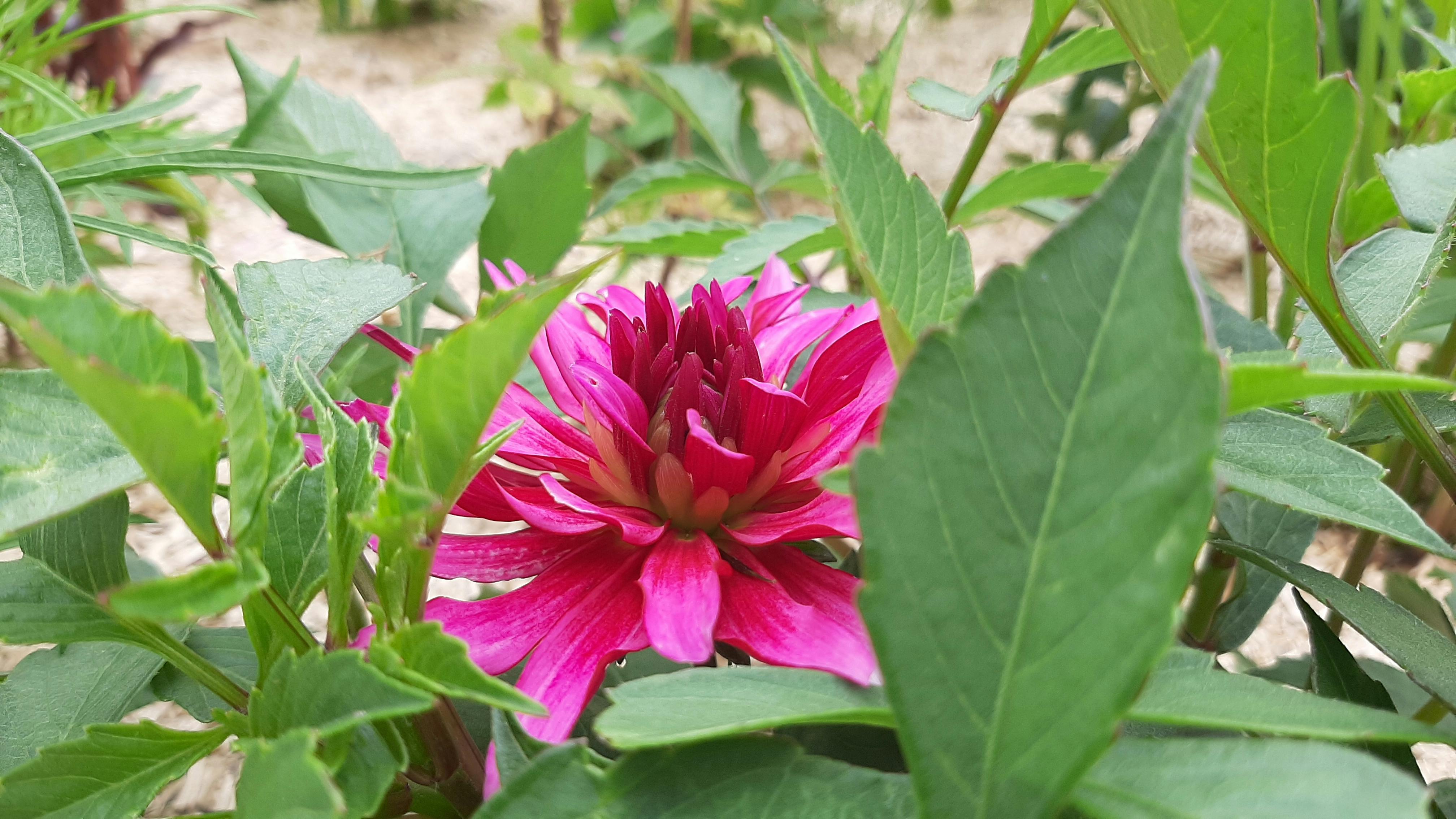 Sports medical professional taping an athlete’s knee in a treatment room