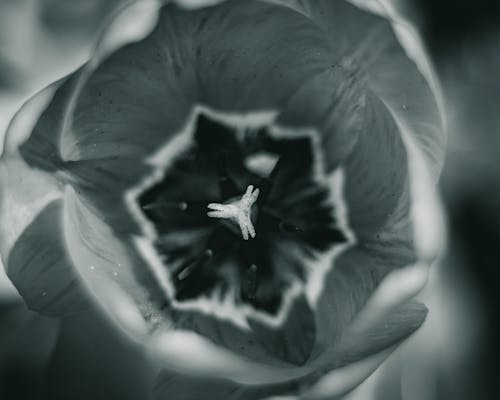 Grayscale Photo of a Flower in Bloom