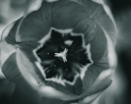 An extreme close-up macro shot of a flower in monochrome, highlighting delicate petals and details.