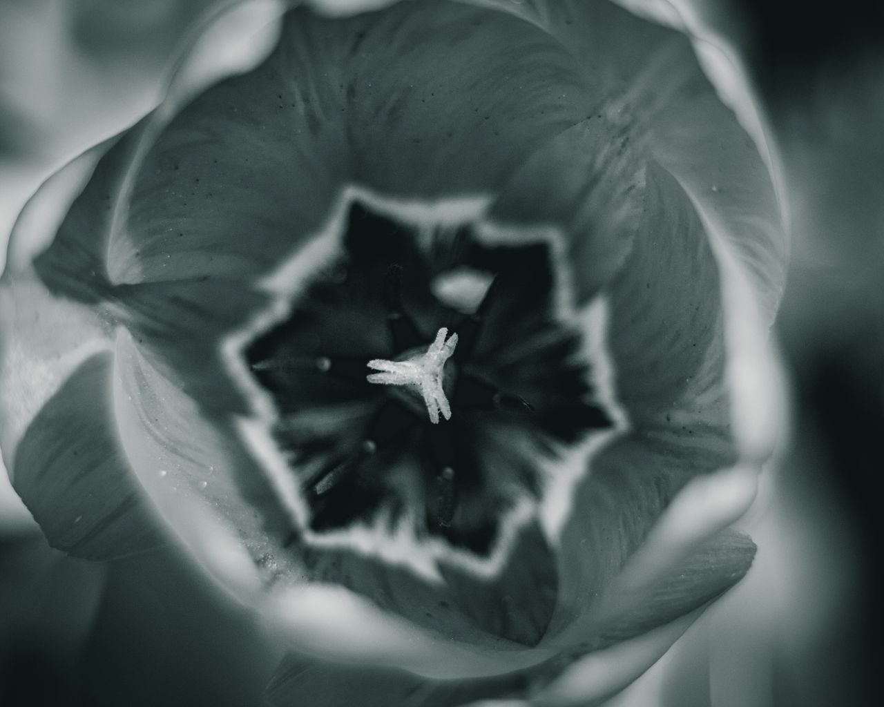 an extreme close up macro shot of a flower in monochrome highlighting