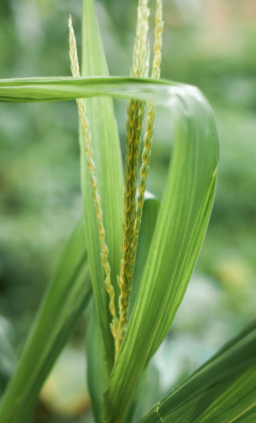 Green Wheat Plant in Close Up Photography