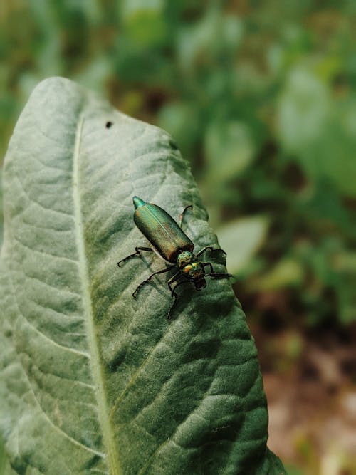 Green Beetle on Green Leaf in Close Up Photography