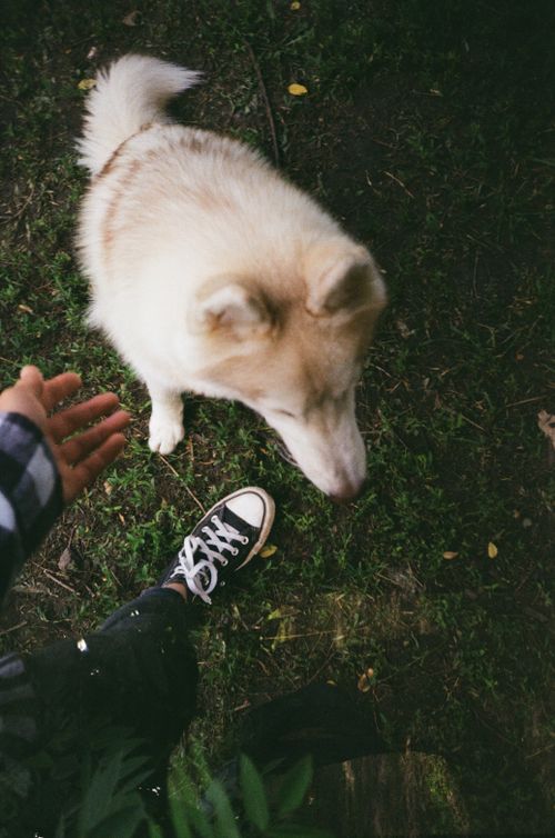 Free Close-up of a Siberian Husky with a human hand and shoe on grass. Stock Photo