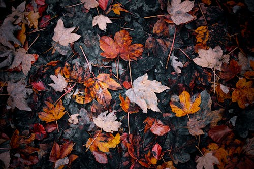 Fallen Leaves in Autumn Colors 