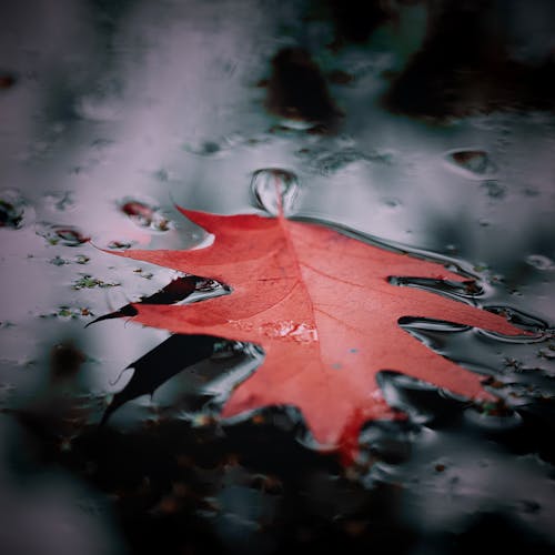 Red Leaf on Water