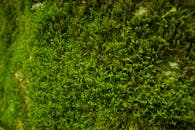 这张特写展示了表面上生长的郁郁葱葱的绿色苔藓，纹理丰富而细腻