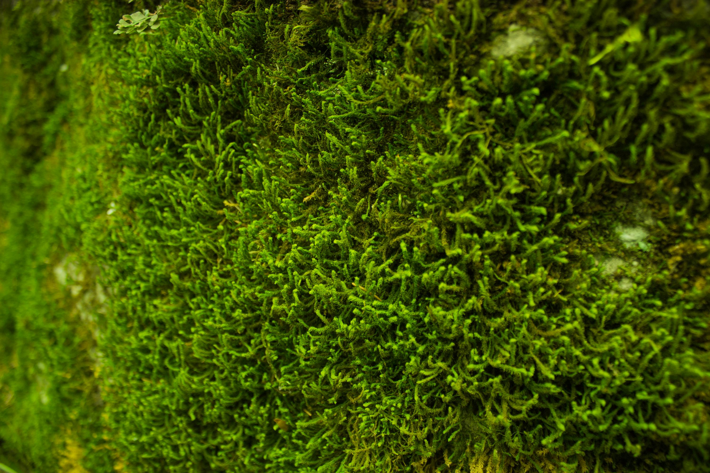 A background of green moss, Stock image