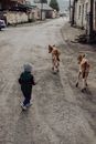 A Boy with Gray Beanie Holding a Stick Herding the Goats