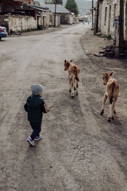 Free A young boy herding calves down a rural street in Dagestan. Captured in vertical shot, showcasing village life. Stock Photo