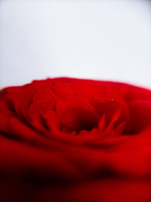 Free Close-up of the Petals of Red Rose Stock Photo