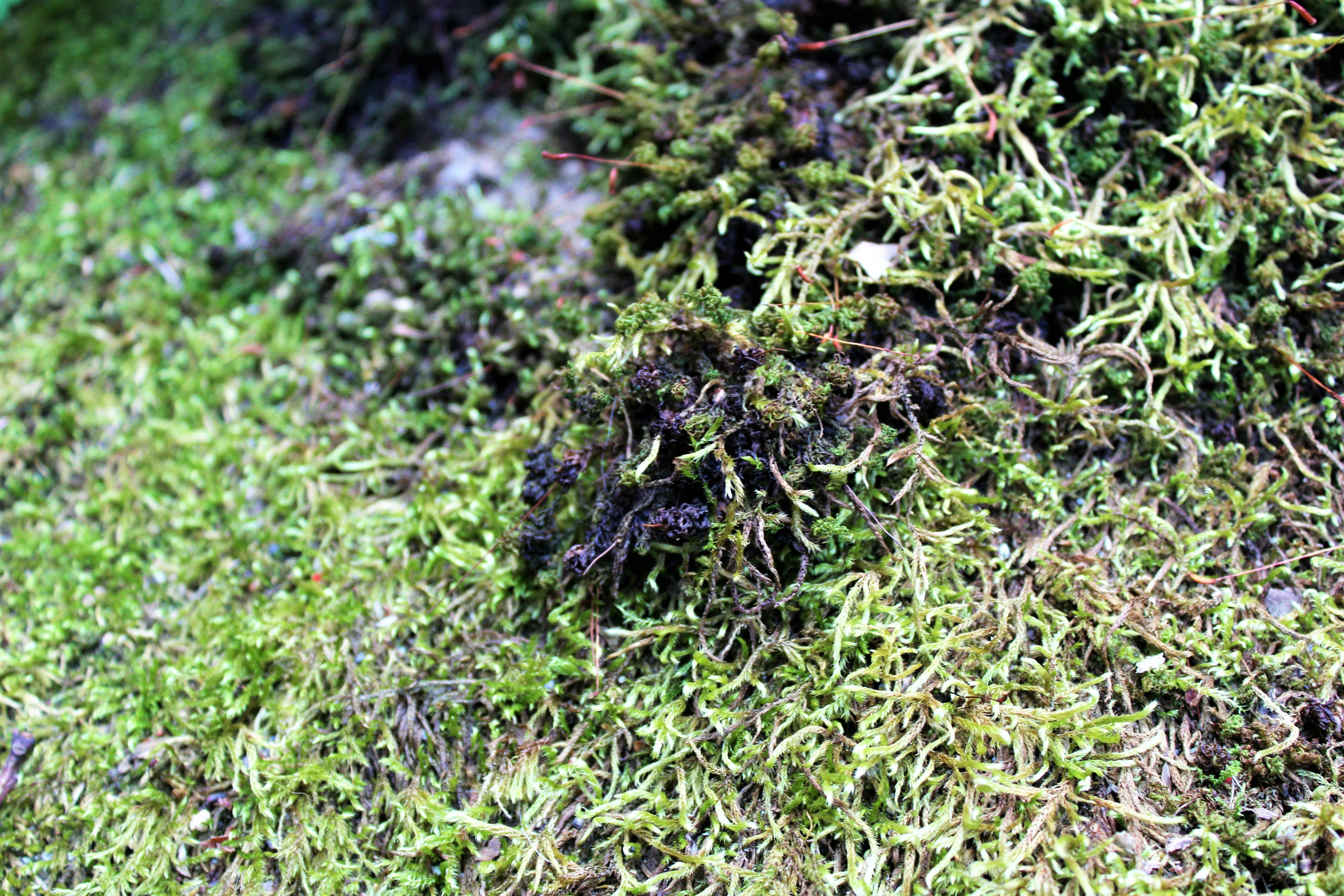 Free stock photo of green, moss