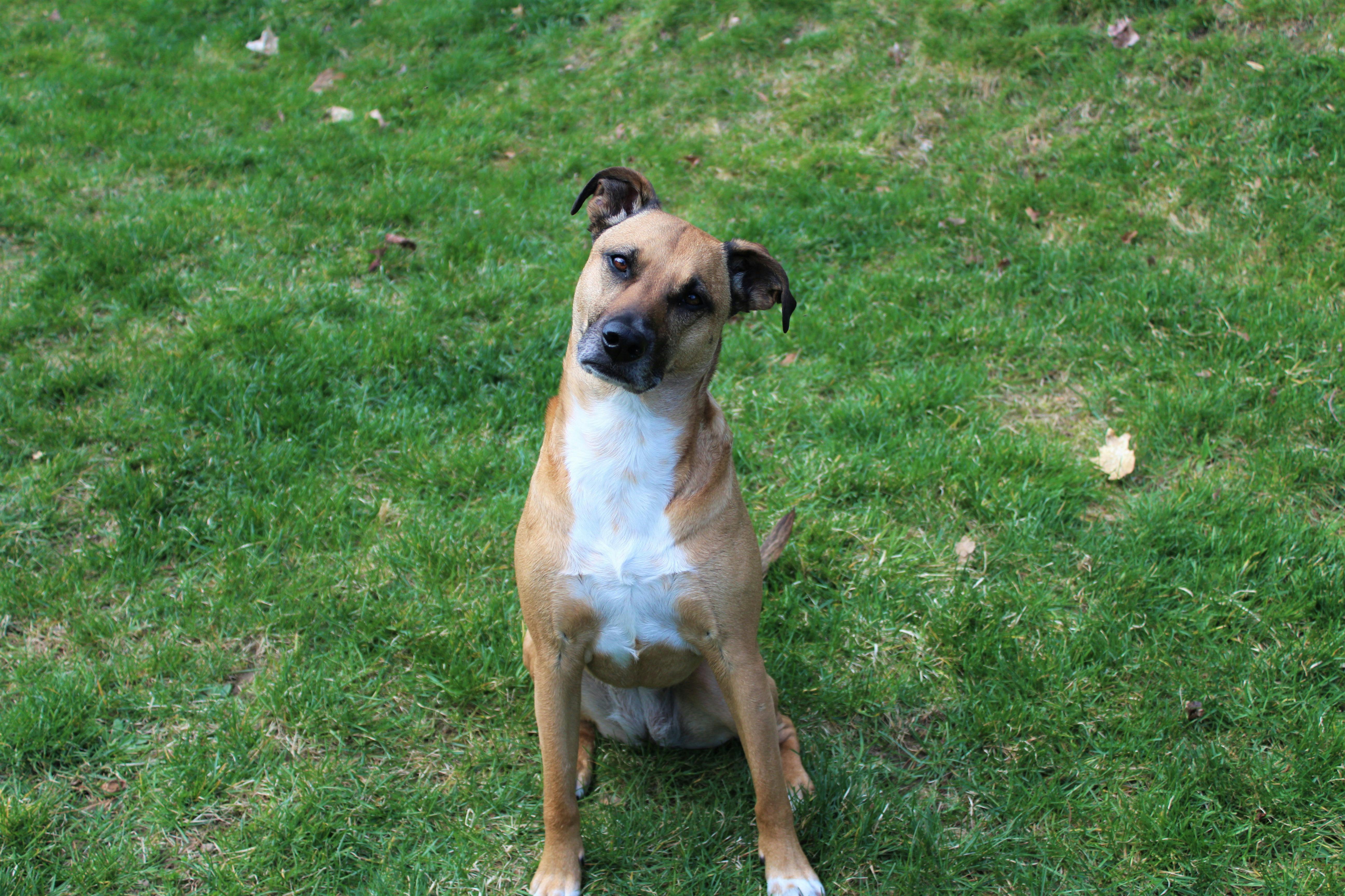 Black Germsn Sheoherd Dog Black Germsn Sheoherd Dog