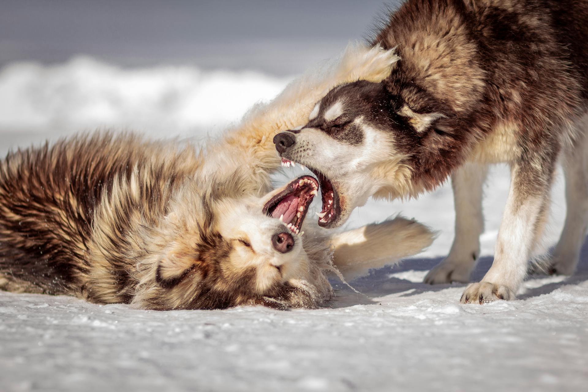 Des chiens qui se mordent