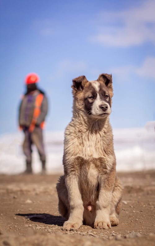 Gratis stockfoto met aanbiddelijk, aarde, babyhondje