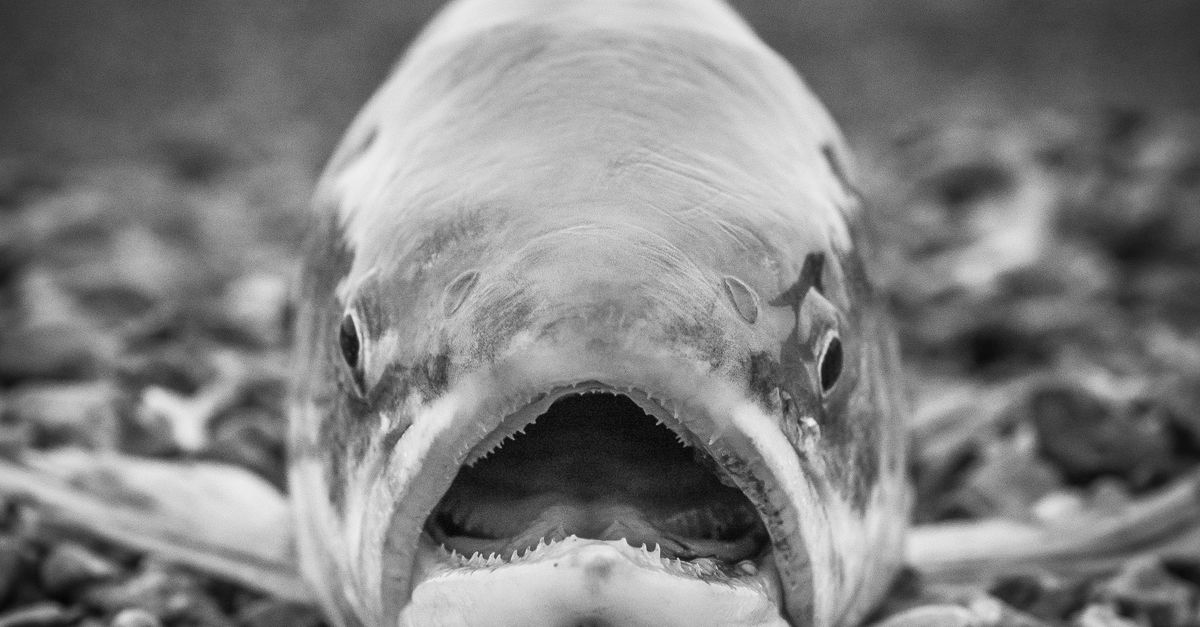 Cropped Image Fish Close-Up Shot of Fish · Free Stock Photo