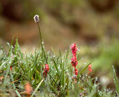 Close-up of Flowers on the Ground