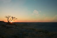 日落景观令人惊叹，宁静的平原上矗立着孤独的树木轮廓