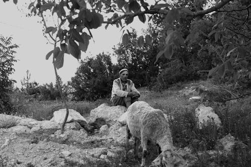 Monochrome Photo of Elderly Man Sitting on Rock Near the Sheep
